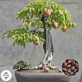 50 Passion Fruit Passiflora Edulis Plants Tropical And Subtropical Organic Tree Bonsai Home Plant Seeds